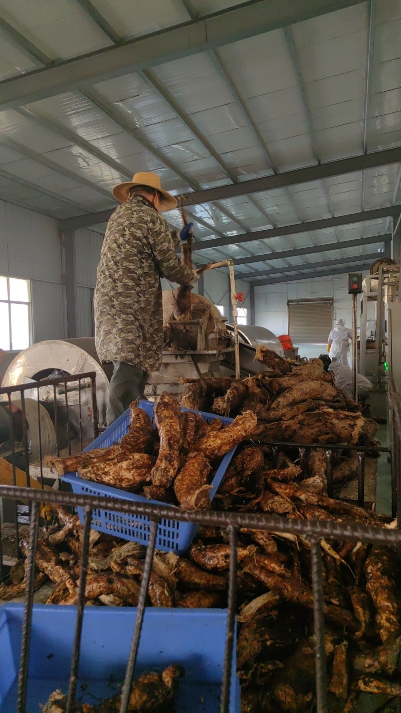 野生葛根加工粉碎.jpg