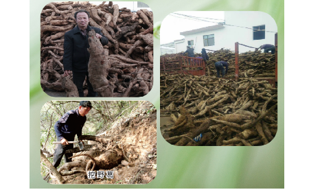 一勺野生葛根粉里的「古今對(duì)話」，從古籍記載到現(xiàn)代餐桌的清涼傳承