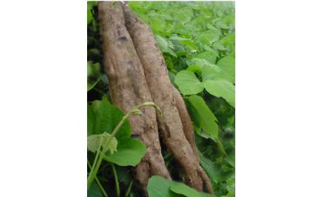 吃了這么多年的野生葛根粉，你吃對了嗎？