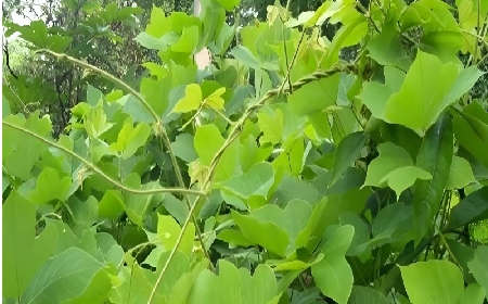 七夕寵妻狂魔就選它！二月風(fēng)雙有機(jī)野生葛根粉，健康又有文化味 