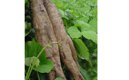 長(zhǎng)期吃葛粉是養(yǎng)生還是傷身？科學(xué)解讀它的三大益處，讓你吃得更明白！