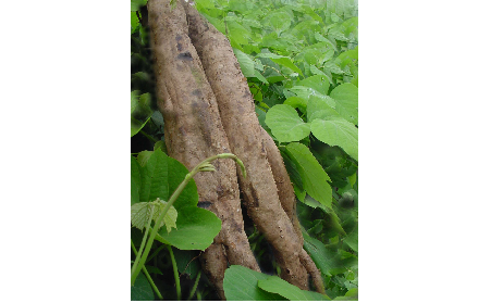 正宗的野生葛根粉，本質(zhì)是淀粉嗎？探秘千年本草中的自然饋贈(zèng)