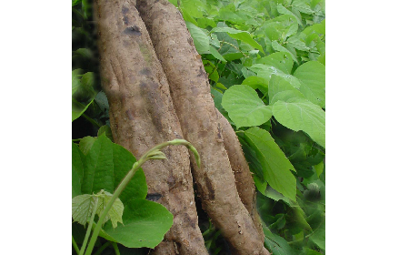 葛粉是什么？解鎖這份藏著千年文化與養(yǎng)生智慧的天然食材