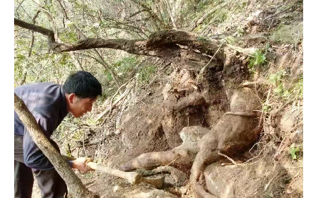 藏在隨州深山里的自然饋禮：二月風有機野生葛根粉，守護孩子純粹成長