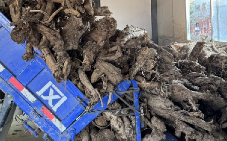 霜降采葛正當(dāng)時(shí)！二月風(fēng)大量收購霜降葛根，以匠心護(hù)品質(zhì)、以產(chǎn)業(yè)助增收